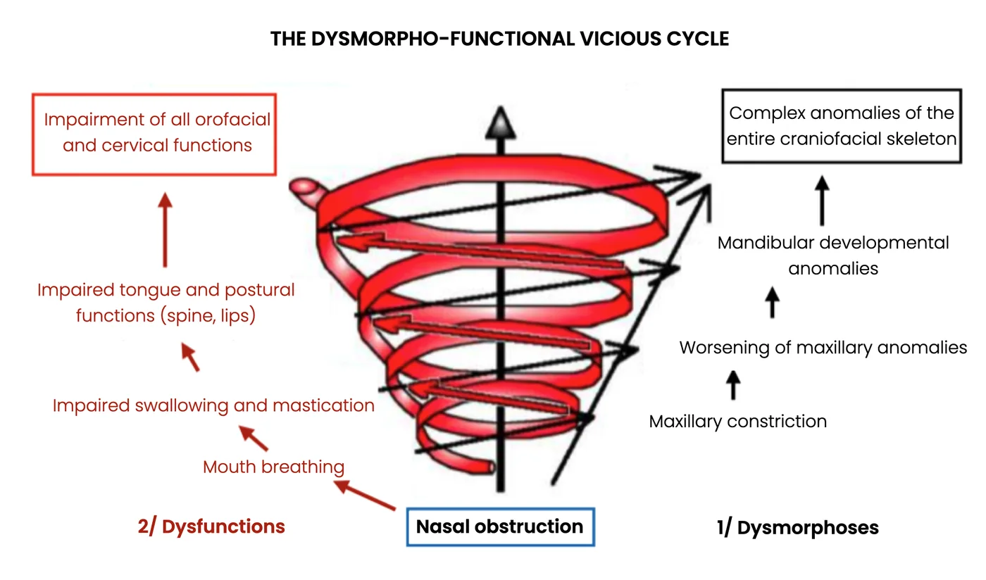 Dysmorpho-functional cascade