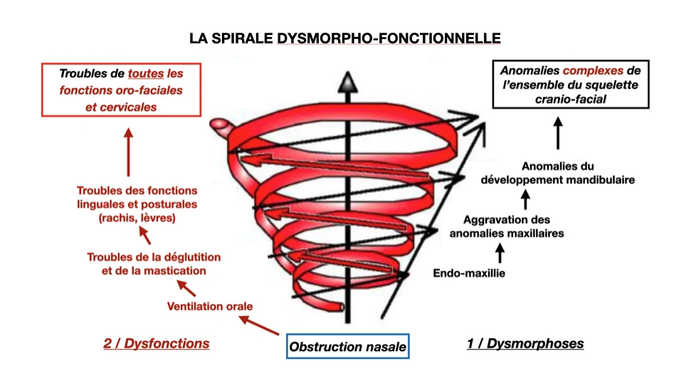 Dysmorpho-functional cascade